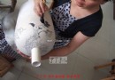 青花分水工艺视频图片讲解
