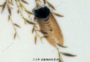 许上礼 夏蝉鸣声·粉彩瓷板画鉴定图录