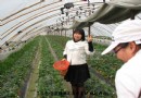 王静，那种鸵鸟型的女性艺术家