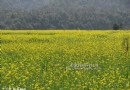 去瑶里看油菜花
