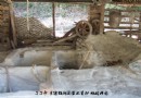 不子和釉果矿床的开采