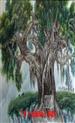 彭荣新《好大一颗树》釉上彩瓷板 作品的大小：2尺4 瓷板